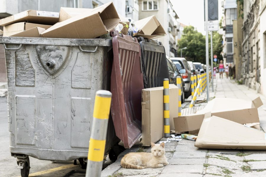 cute-cat-sitting-rubbish-bin-outdoors-scaled